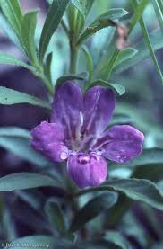 Image result for Dyschoriste transvaalensis