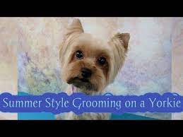Yorkie puppies need this time with their mother to be properly weaned, learn to play with other yorkie puppies as well as getting socialized. Yorkshire Terrier Grooming In This Video I Demonstrate A Short Summer Style On A Pet Yorkie Using A Yorkshire Terrier Yorkshire Terrier Grooming Yorkie Puppy
