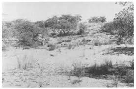 Image result for Plinthus cryptocarpus