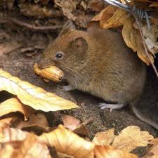Zusammenfassung die afrikanische schweinepest asp ist eine anzeigepflichtige tierseuche die ursprunglich auf afrika begrenzt warab juni. Hantavirus Achtung Mausekot Fulda