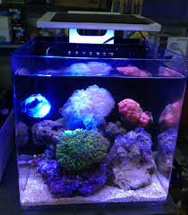 Setelah sekian lama kami dari akvodecor ingin menciptakan sebuah aquarium laut mini,dan akhirnya sekarang kami telah membuka showroom aquarium air laut dan sudah mulai menjual. Laut Coral Sps Lps Reef Ikan Tangki Lampu Led Mini Nano Clip Zet Lampu Akuarium 25 Cm Total 10w Light Aquarium Aquarium Aquariumfish Tank Led Aliexpress