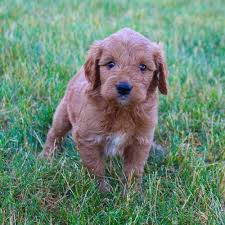 F1b goldendoodle puppies looking for their forever homes. Cory Goldendoodle Doggie For Sale In Grabill Indiana Puppies Goldendoodle Puppy For Sale Doggy