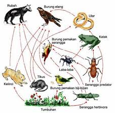 Pada komunitas laut dalam , banyak organisme yang hidup dari runtuhan materi organik ( salju lautan ) yang merupakan akumulasi feses dan/atau sisa tubuh hewan yang hidup dekat permukaan laut. 740 Gambar Rantai Makanan Hewan Dan Tumbuhan Gratis Terbaik Gambar Hewan