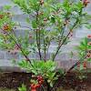 The bush makes a very attractive hedge for subtropical. 1