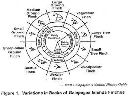 Beak, of, finches, lab, answer, key created date: Nys Beaks Of Finches Lab By Here To Help Science Teachers Tpt
