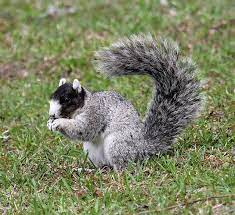 Southern Fox Squirrel Fox Squirrel Cute Squirrel Animals Beautiful