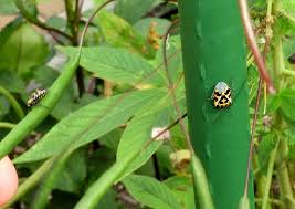 Image result for Cleome bororensis
