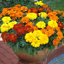 How to grow flower seeds faster (beginners special). How To Grow Marigold From Seed In A Pot Blog Nurserylive Com Gardening In India