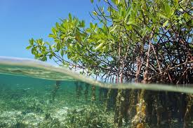 Seorang wanita penjaga hutan berpose dengan papan nama pembibitan bakau yang didirikan oleh wwf di desa mero dablo di thatta, pakistan, pada 9 maret 2021. Mangrove Indonesia Bisa Serap Dan Simpan Karbon Dioksida Global Halaman All Kompas Com