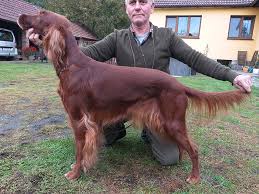 Image result for irský červenobílý setr