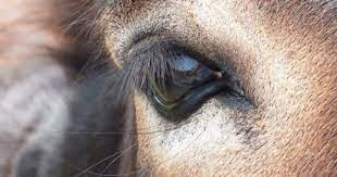 Dunyanin En Guzel Gozleri Hayvan Gozler Guzel Gozler