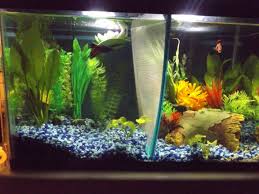 I Got This Because I Was Told By Petco To Put 2 Fancy Goldfish In A 1 Gallon Tank So I Then Got This 10 Gallon Thinking They Woul Betta Tank Betta 10 Things
