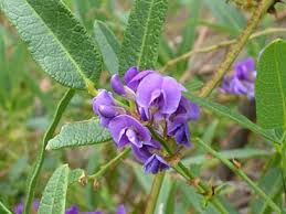 Image result for Hardenbergia comptoniana