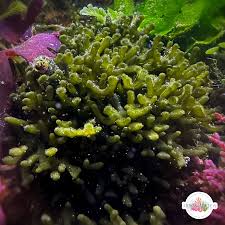 Image result for Macrotyloma ellipticum