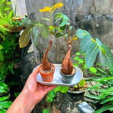 Image result for Phyllanthus paxii