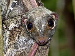There are just two living species of colugos: Sunda Or Malayan Colugo Galeopterus Variegatus