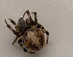 Click the link for the full story of the nasty worm. Spider Survey Natural History Museum