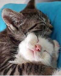 Pin On Catsofworld