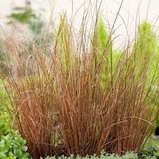 Image Result For Brown Ornamental Grasses Ornamental Grasses Carex Grass Grass