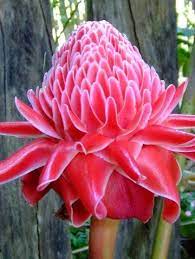 Etlingera Elatior Cv Torch Ginger Flower Ginger Flower Unusual Flowers