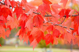 No other maple tree exudes the radiance and longevity of the october glory. Beauty Will Save The World