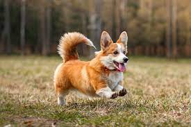 Maybe you would like to learn more about one of these? Pembroke Welsh Corgis With Skin Allergies Nom Nom