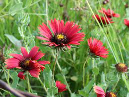 Gaillardia Amblyodon Maroon Blanketflower World Of Flowering Plants