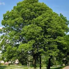 The hackberry, while often forgotten by casual consumers, is commonly heralded by tree experts as one tough tree. found on a wide range of soils east of the rockies from southern canada to. Celtis Laevigata Southern Hackberry Sugarberry Tidewater Trees