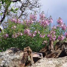 Image result for Cleome macrophylla