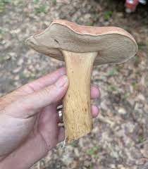Image result for Boletus atkinsonii