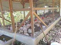 House Plan Elegant Broiler Construction Common Farm Design Poultry Farm Design Poultry House