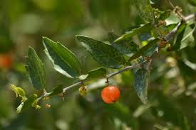 Image result for Celtis zenkeri