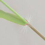 Image result for Eragrostis viscosa