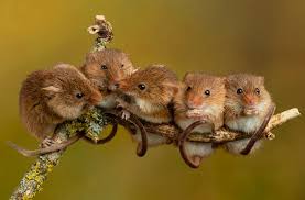 As for man, his days are as grass: One Photographer S Colorful Close Up Shots Of Harvest Mice Are Beautiful