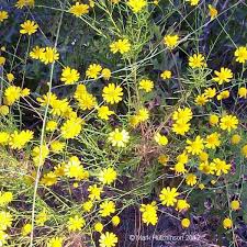 Image result for Dolichos angustifolius