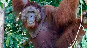 Protect endangered species, including the orangutan, at world wildlife fund. Orangutan Conservation Bears Fruit On Borneo Environment All Topics From Climate Change To Conservation Dw 16 08 2018