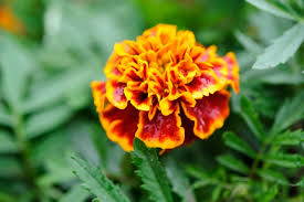 Image result for Tagetes patula