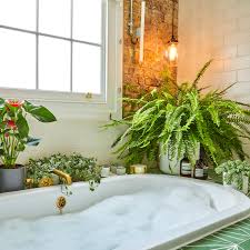 #nephrolepis exaltata #fern #boston fern #interiors #interior design #photography #vsco #plant #plants #plantblr #indoorplants #houseplants #plant mum #plant mom #plantparenthood. Boston Fern Sword Fern Indoor Plants In London Patch
