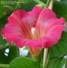 Image result for Stictocardia beraviensis