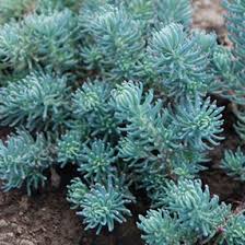 Image result for Sedum