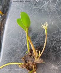 Image result for Aptosimum elongatum