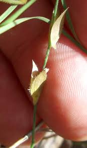 Image result for Zornia pratensis