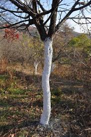 Le Chaulage Des Arbres Fruitiers Promesse De Fleurs Arbre Fruitier Jardin Fruitier Fruitier