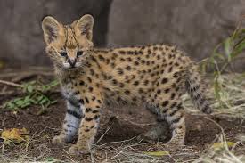 > community events for sale gigs housing jobs resumes services. Hello Kitty Serval Kitten Makes His Public Debut At San Diego Zoo Times Of San Diego