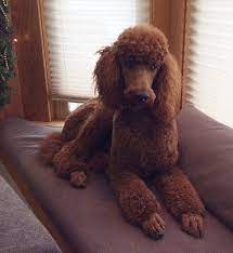 Prices vary from $2000.00 to $3000.00. Raspberry Woods Standard Poodles