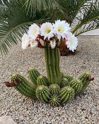 Maybe you would like to learn more about one of these? Cactus Flowers Are The Best Flowers Phoenix