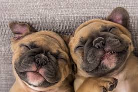 On average, a young puppy sleeps about 18 to 20 hours a day. How Much Do Dogs Sleep What S Normal And What S Not Nectar Sleep