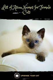 Huge List Of Asian Names For Female Cats Upgrade Your Cat Asian Names Female Dog Names Cute Cat Names