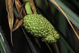 Image result for Pandanus chiliocarpus