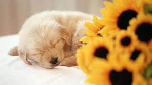 Pin By Celeste Pereira On My Saves Puppy Wallpaper Cute Puppy Wallpaper Puppy Backgrounds Download beautiful, curated free backgrounds on unsplash. cute puppy wallpaper